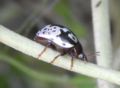 Calligrapha ancoralis