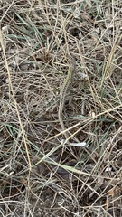 Podarcis siculus campestris