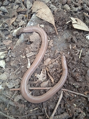 Amphisbaena darwinii