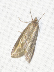 Chesias legatella
