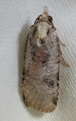 Epilecta linogrisea