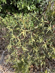 Cistus monspeliensis