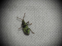 Phyllobius betulinus