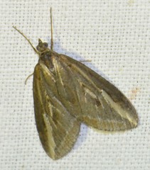 Chesias legatella