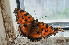 Nymphalis xanthomelas