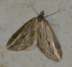 Chesias legatella