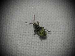 Phyllobius betulinus