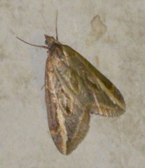 Chesias legatella