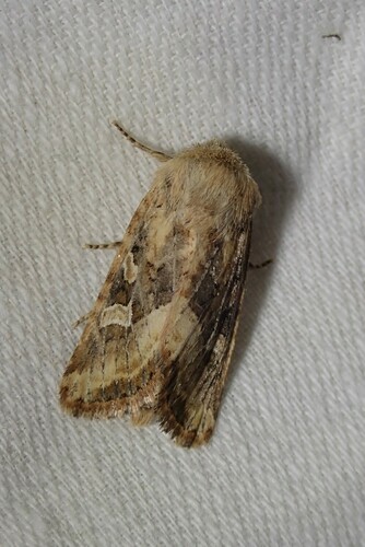 Luperina dumerilii