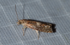 Epinotia