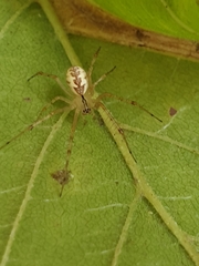 Pityohyphantes
