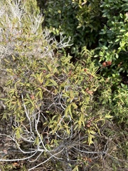 Cistus monspeliensis