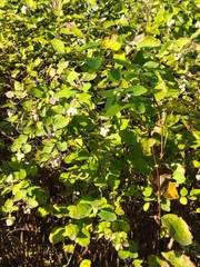 Symphoricarpos occidentalis