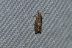 Epinotia