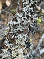 Hypogymnia imshaugii
