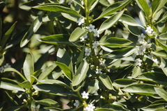 Myoporum