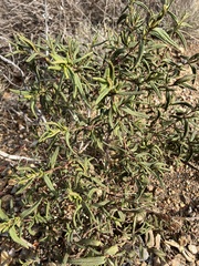 Cistus monspeliensis