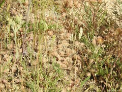 Andryala integrifolia