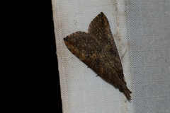 Hypena humuli