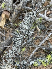 Hypogymnia imshaugii