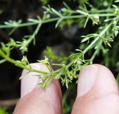 Galium microphyllum