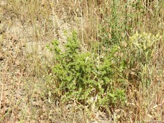Andryala integrifolia