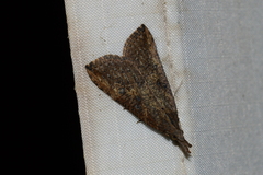 Hypena humuli