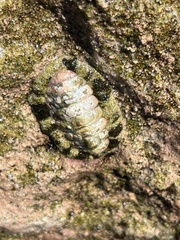 Acanthopleura granulata