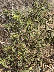 Cistus monspeliensis