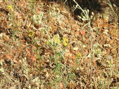 Andryala integrifolia