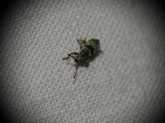 Phyllobius betulinus