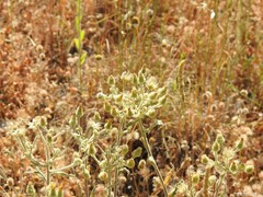 Andryala integrifolia