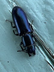 Temnoscheila