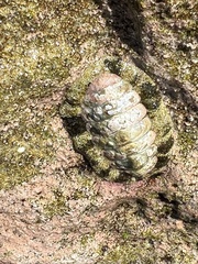 Acanthopleura granulata