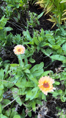 Calendula officinalis