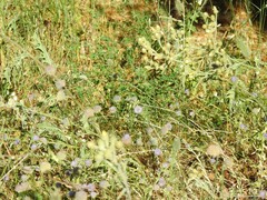 Andryala integrifolia