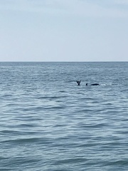Delphinoidea