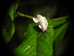 Cosmorhoe ocellata