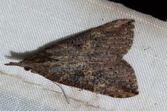 Hypena humuli