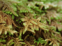 Hypnum dieckii