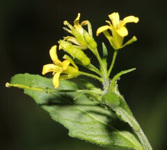 Sisymbrium strictissimum