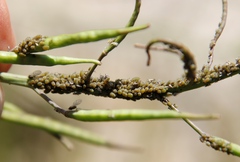 Brevicoryne brassicae