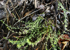 Galium microphyllum