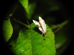 Cosmorhoe ocellata