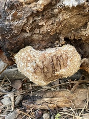 Fomitopsidaceae