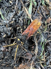 Urocerus californicus