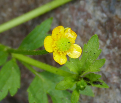 Ranunculus pensylvanicus
