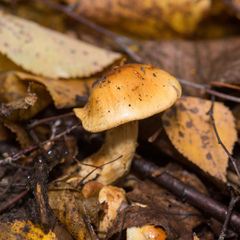 Cortinarius triumphans