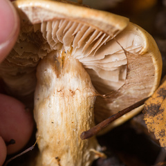 Cortinarius triumphans