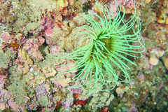 Cerianthus membranaceus